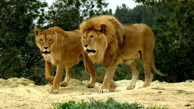 Sigean - Safari Park